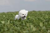 BICHON FRISE 217